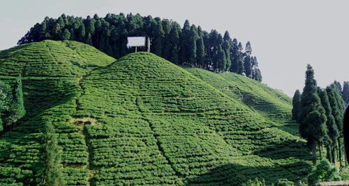Darjeeling tea garden hillside