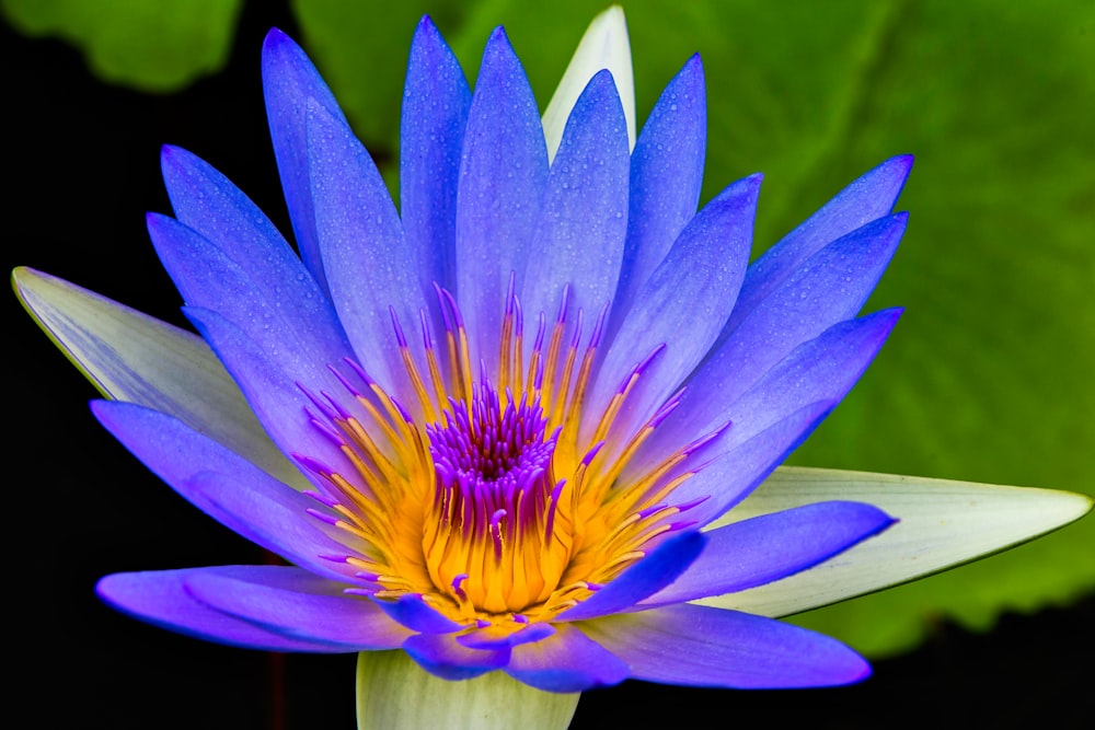 a blue and yellow flower with green leaves in the background