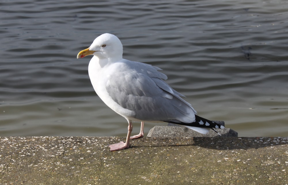 a seagull is standing on the edge of the water