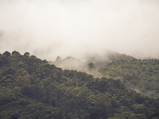 a hill covered in trees and fog in the distance
