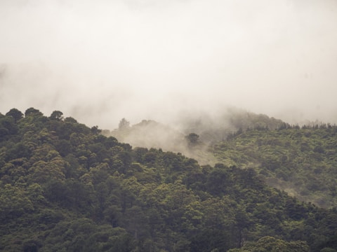 a hill covered in trees and fog in the distance