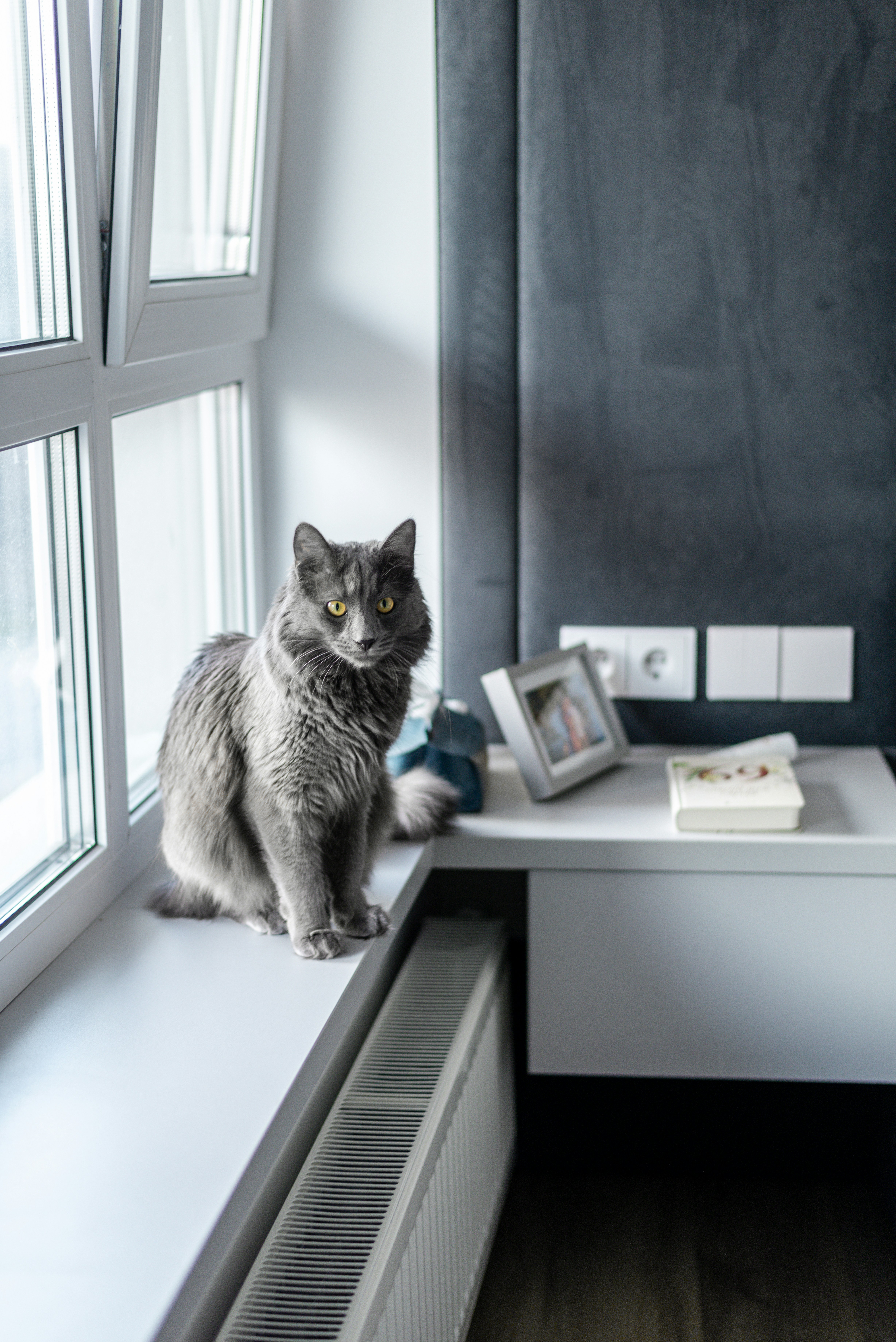 Perfect for Apartment Life (image credits: unsplash)