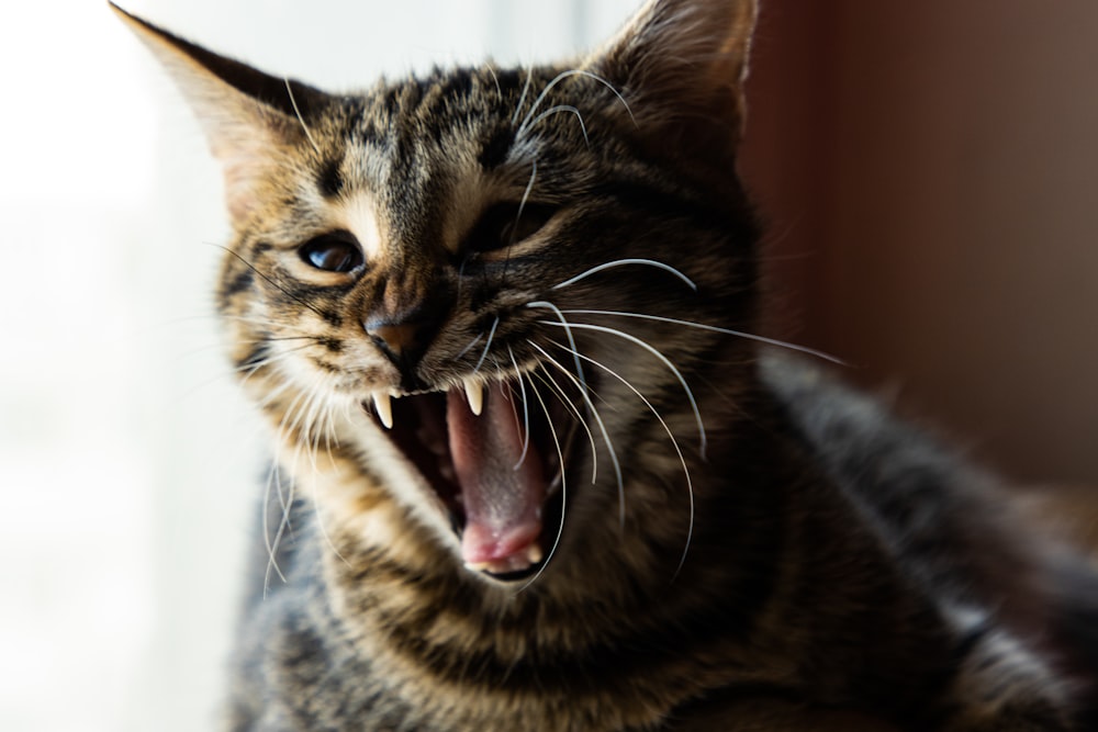 a cat yawning with its mouth wide open