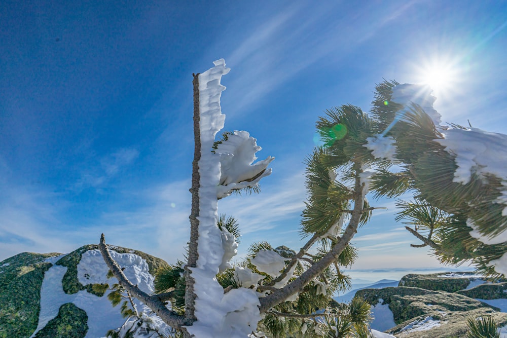 a snow covered pine tree on a sunny day