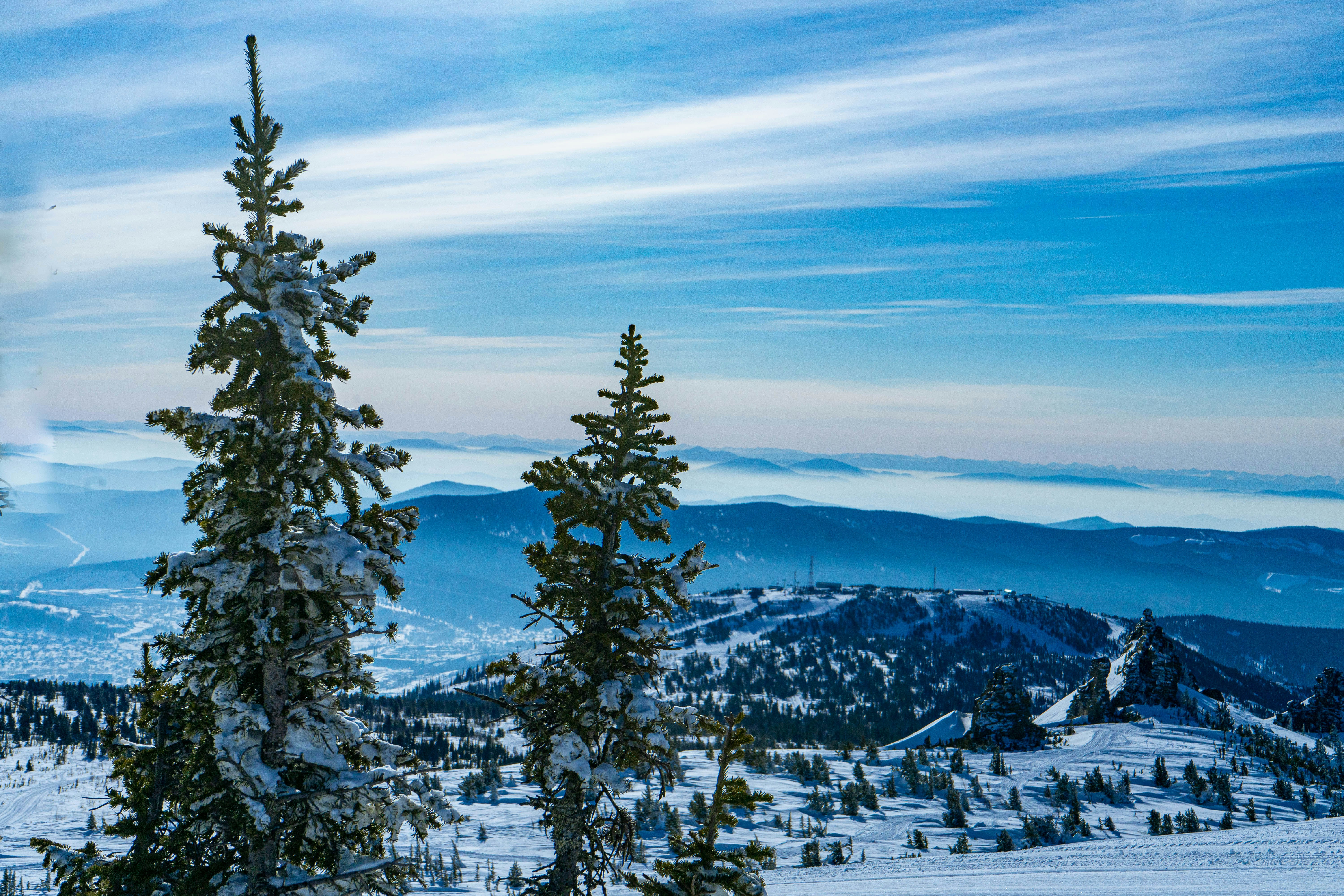 вид на заснеженную гору с деревьями на переднем плане