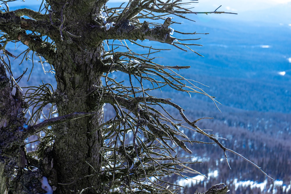 a bird perched on top of a tree in the snow