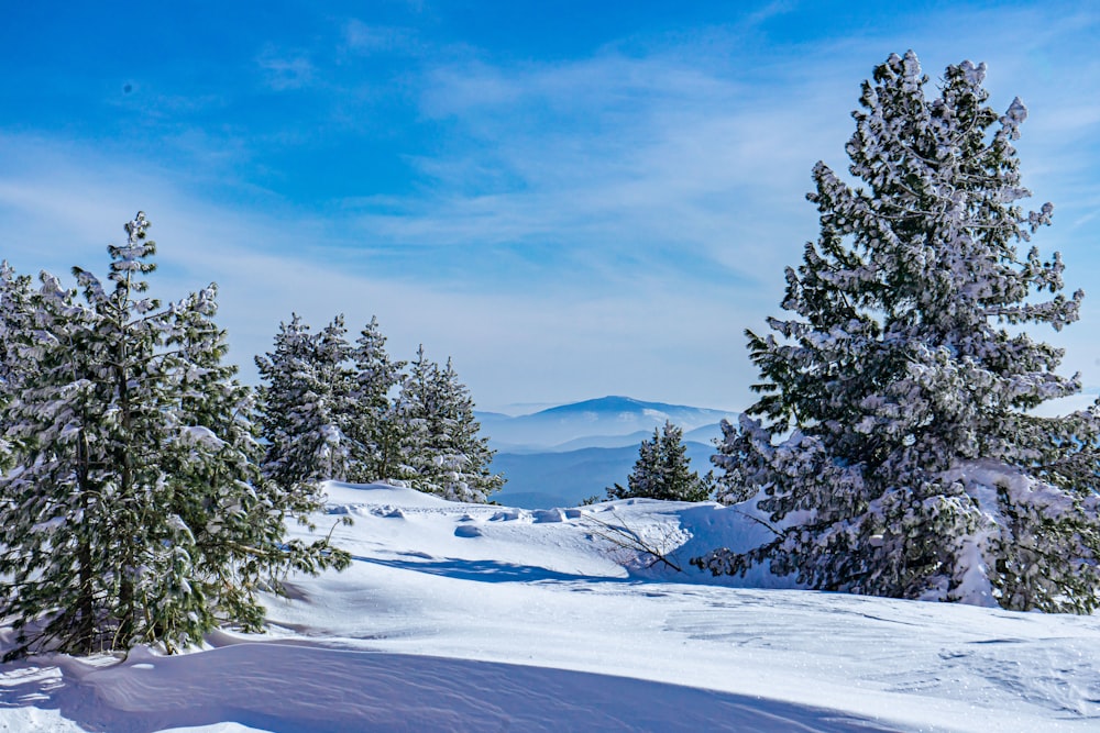 a snowy landscape with trees and mountains in the background