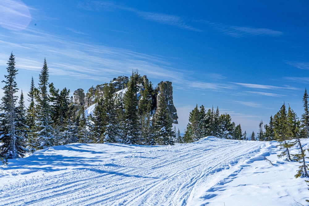 a snow covered road surrounded by pine trees