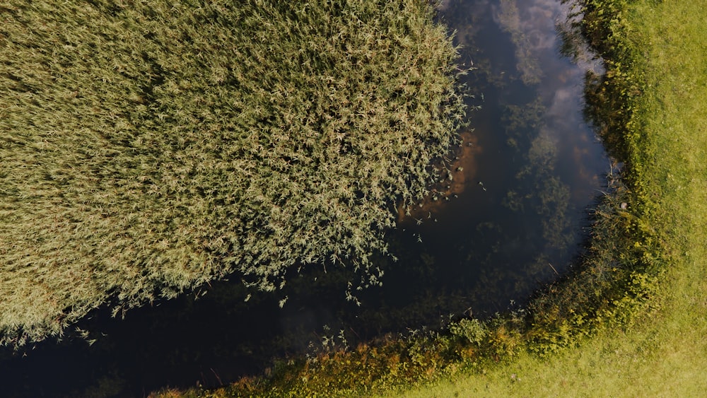 a river running through a lush green forest