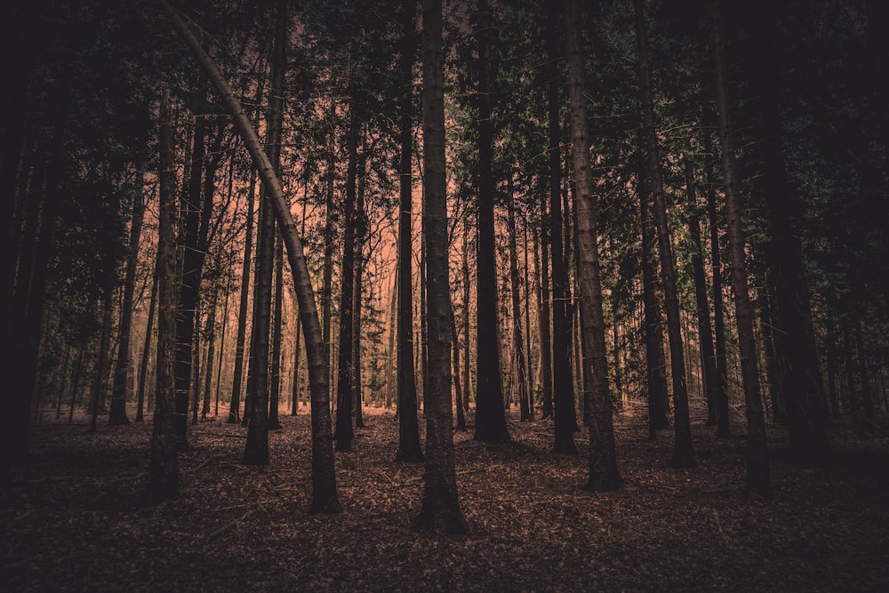 a forest filled with lots of tall trees