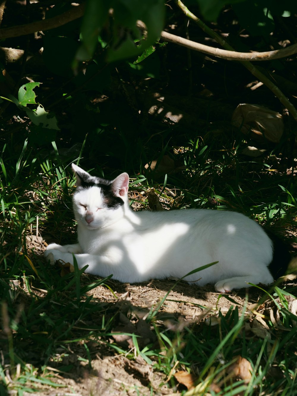 a white and black cat laying in the grass