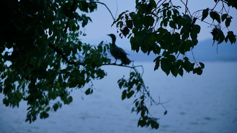 a bird perched on a tree branch in front of a body of water