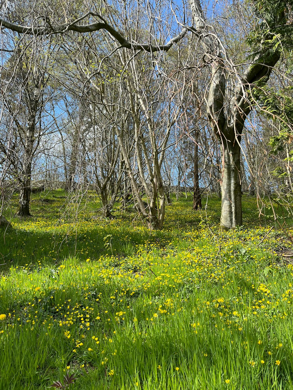 a grassy field with trees and yellow flowers