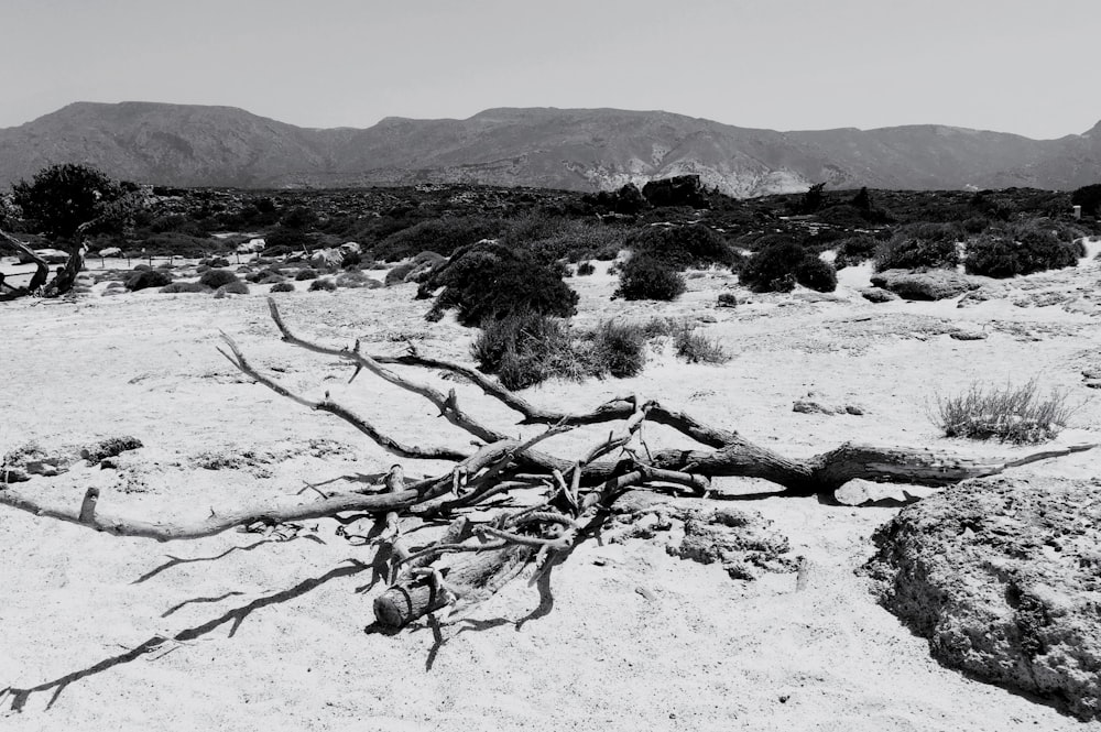 a black and white photo of a dead tree in the desert