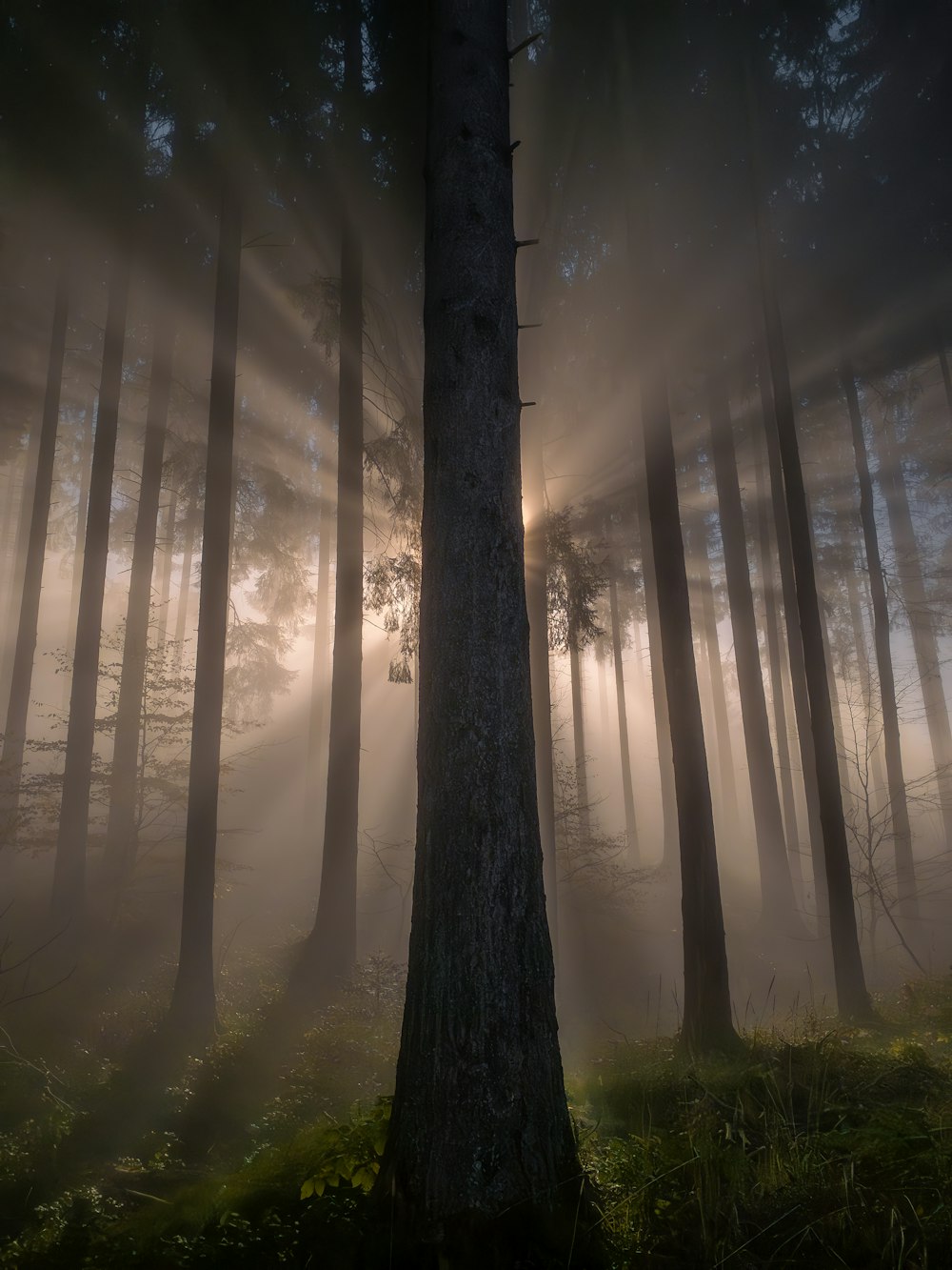 a forest filled with lots of tall trees