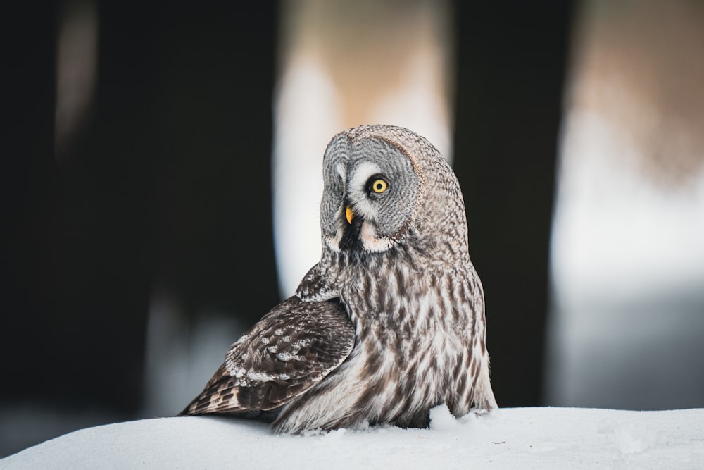 a close up of an owl on a snowy surface
