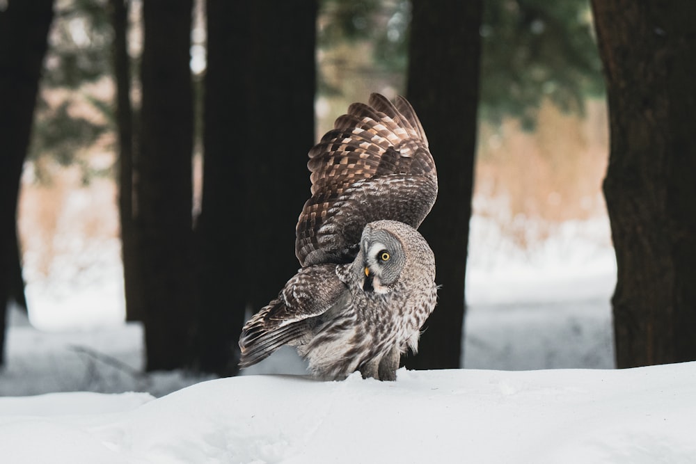 an owl standing on top of a snow covered ground
