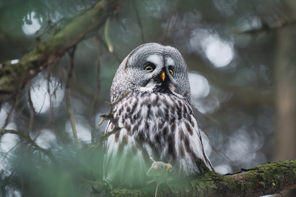 an owl is perched on a tree branch