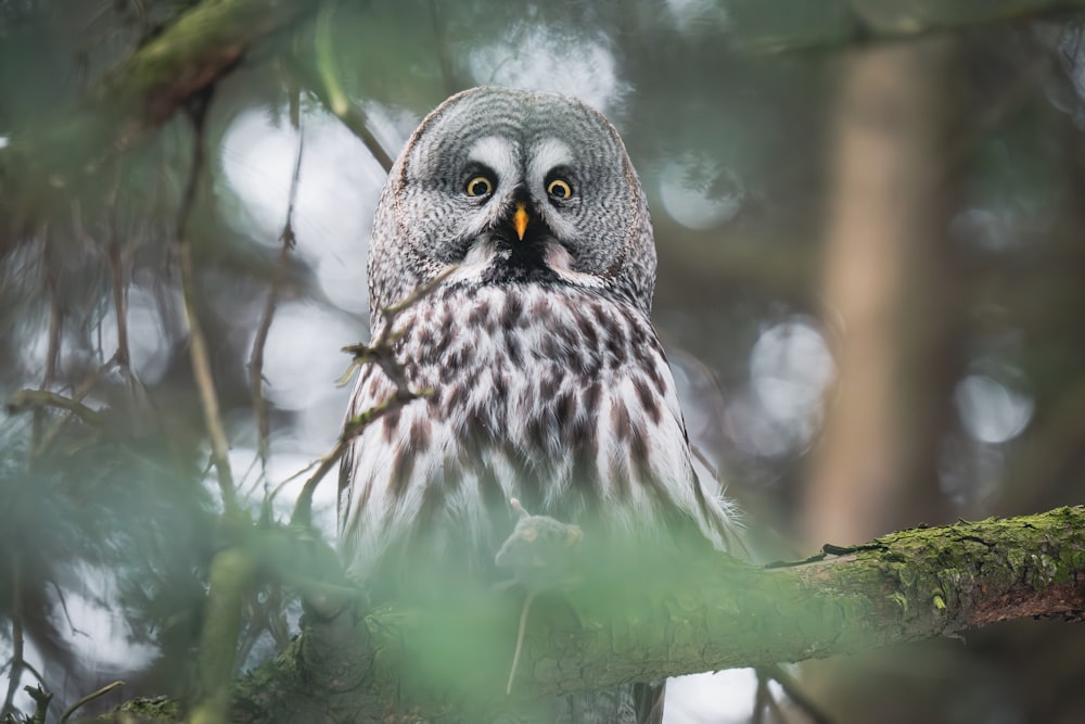 a close up of a bird on a tree branch