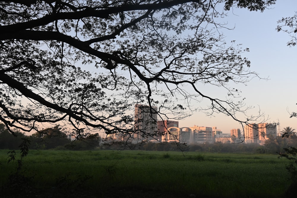 a view of a city from across a field