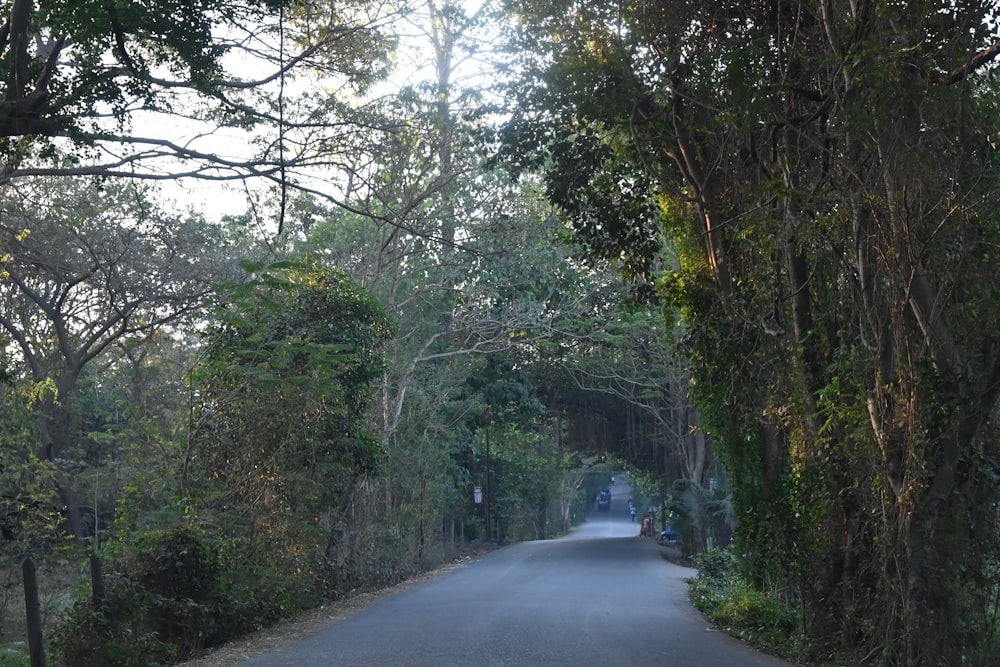 an empty road surrounded by trees and bushes