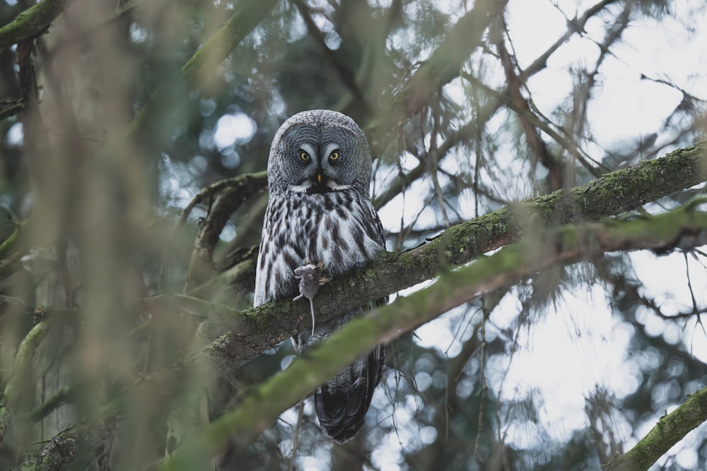 an owl is perched on a tree branch