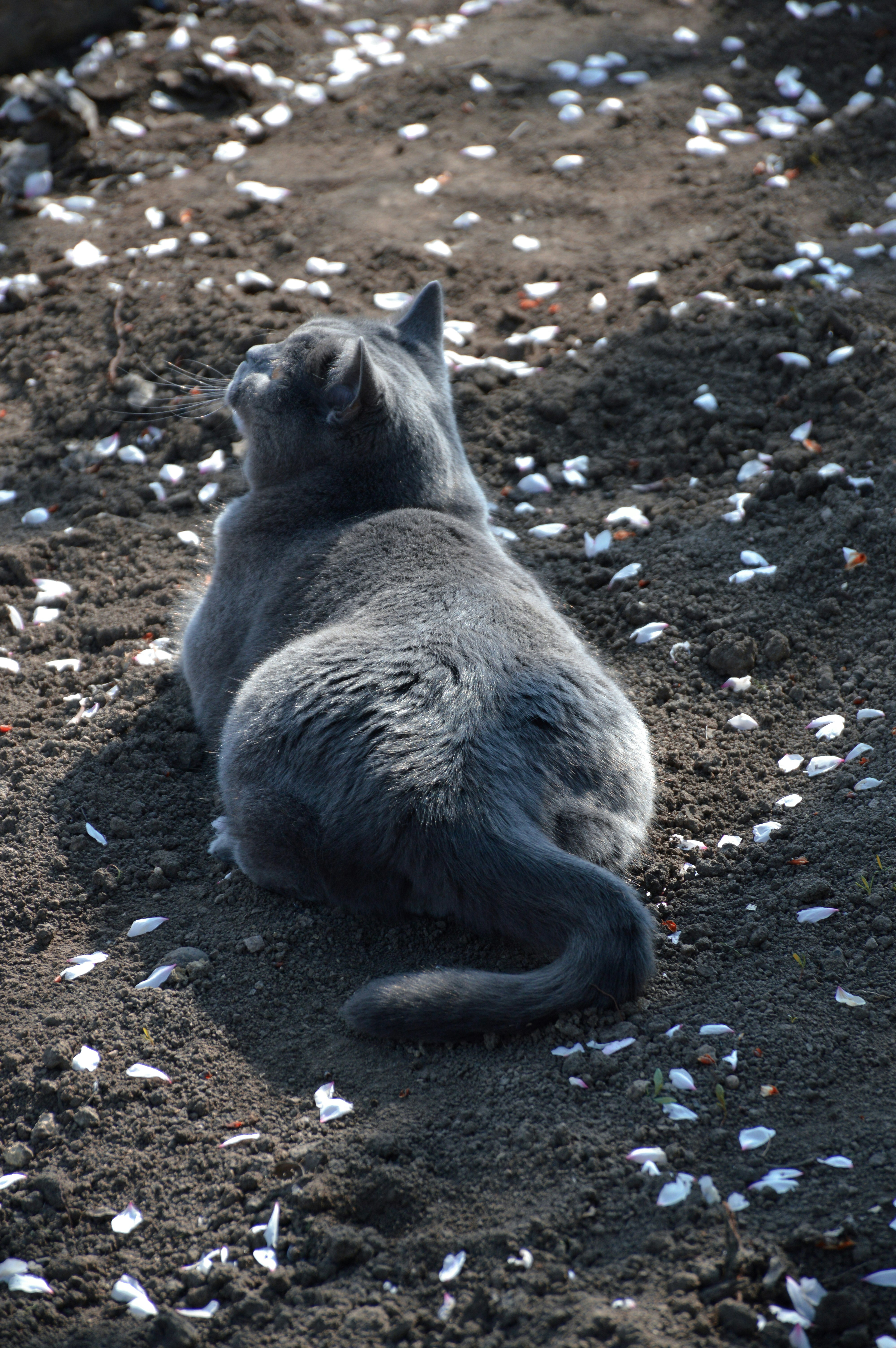a cat is laying on the ground in the dirt