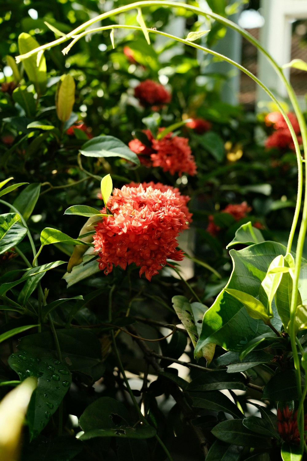 a bush with red flowers and green leaves