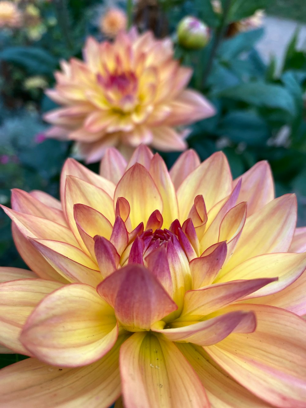 a close up of a yellow and pink flower