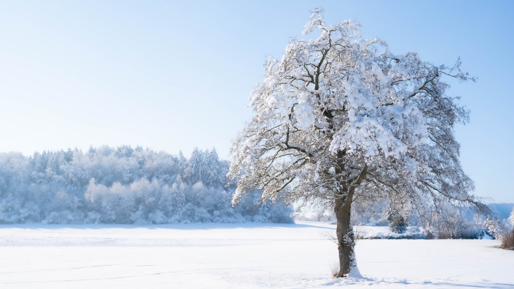 a snow covered tree in a field with trees in the background