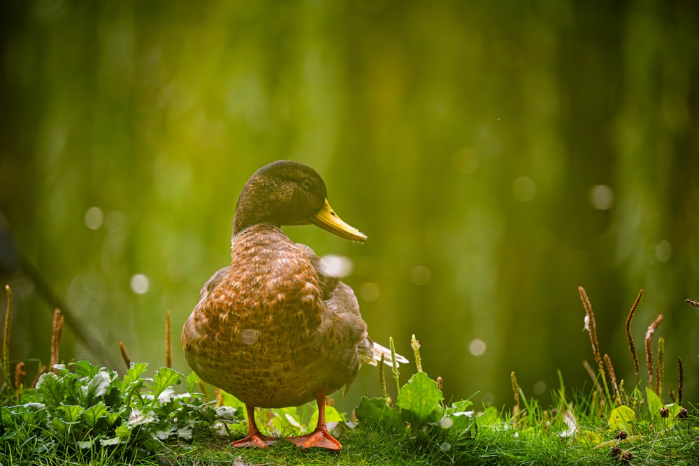 eine Ente, die auf einem Rasenstück steht