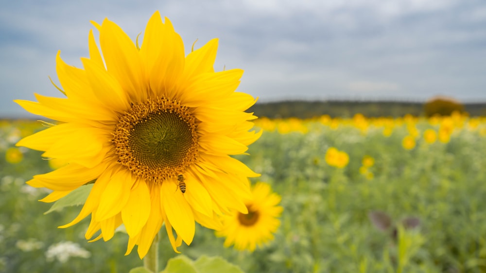 a large sunflower in a field of green grass