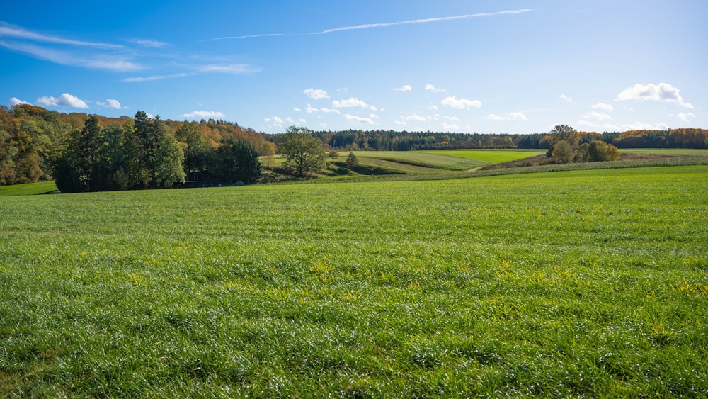 a green field with trees in the background