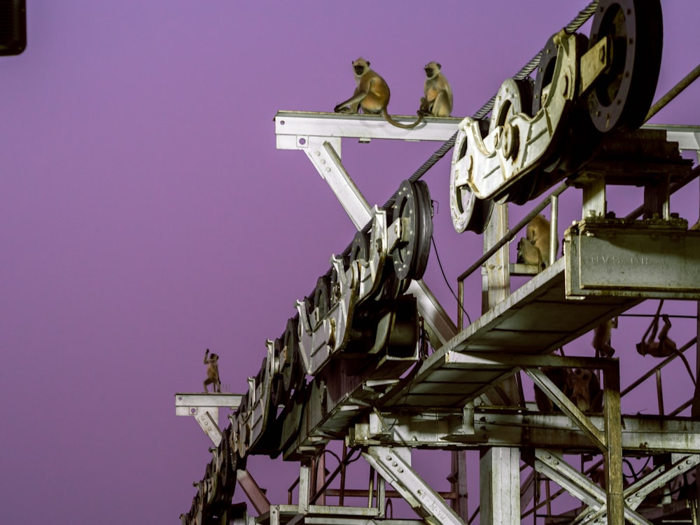 a group of monkeys sitting on top of a train track