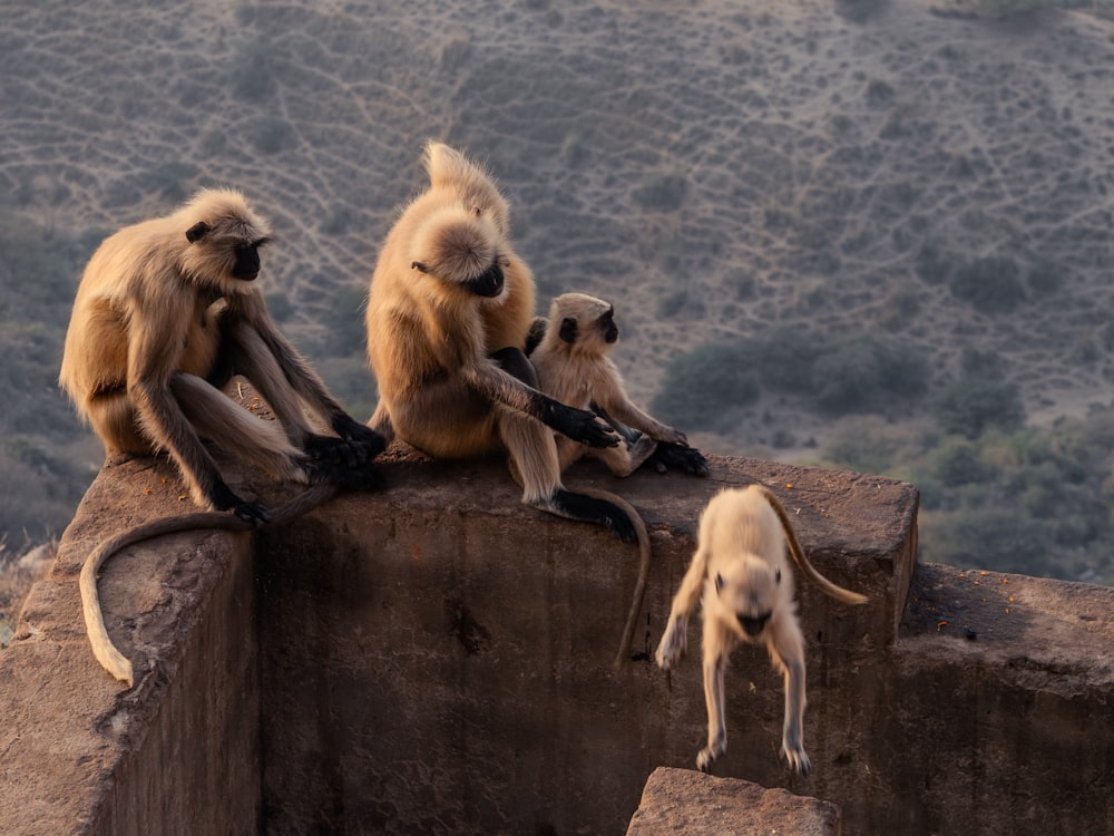 a group of monkeys sitting on top of a stone wall