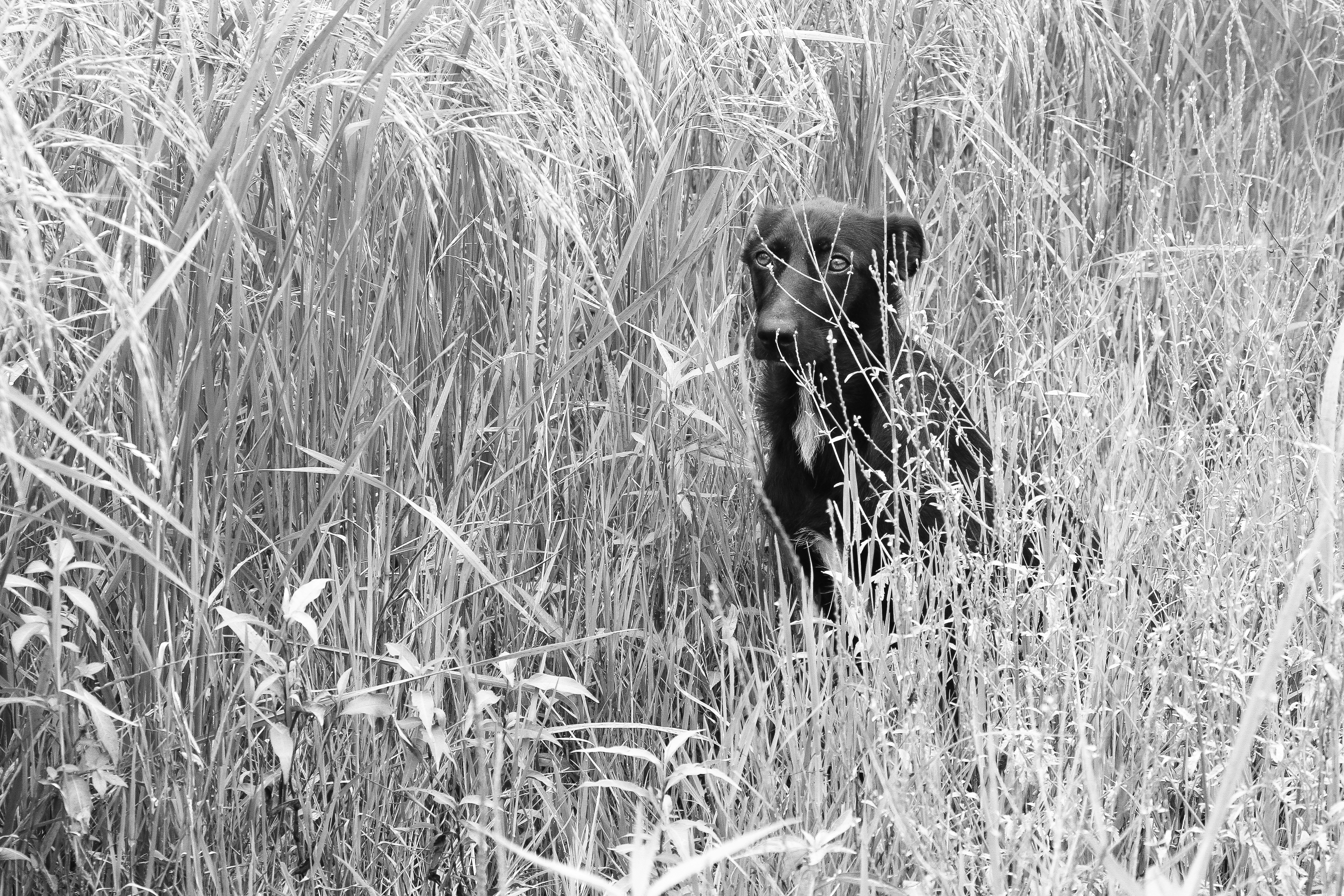 Photo by magooproject