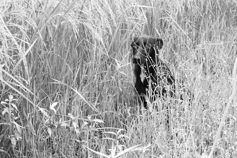 a black bear is standing in tall grass