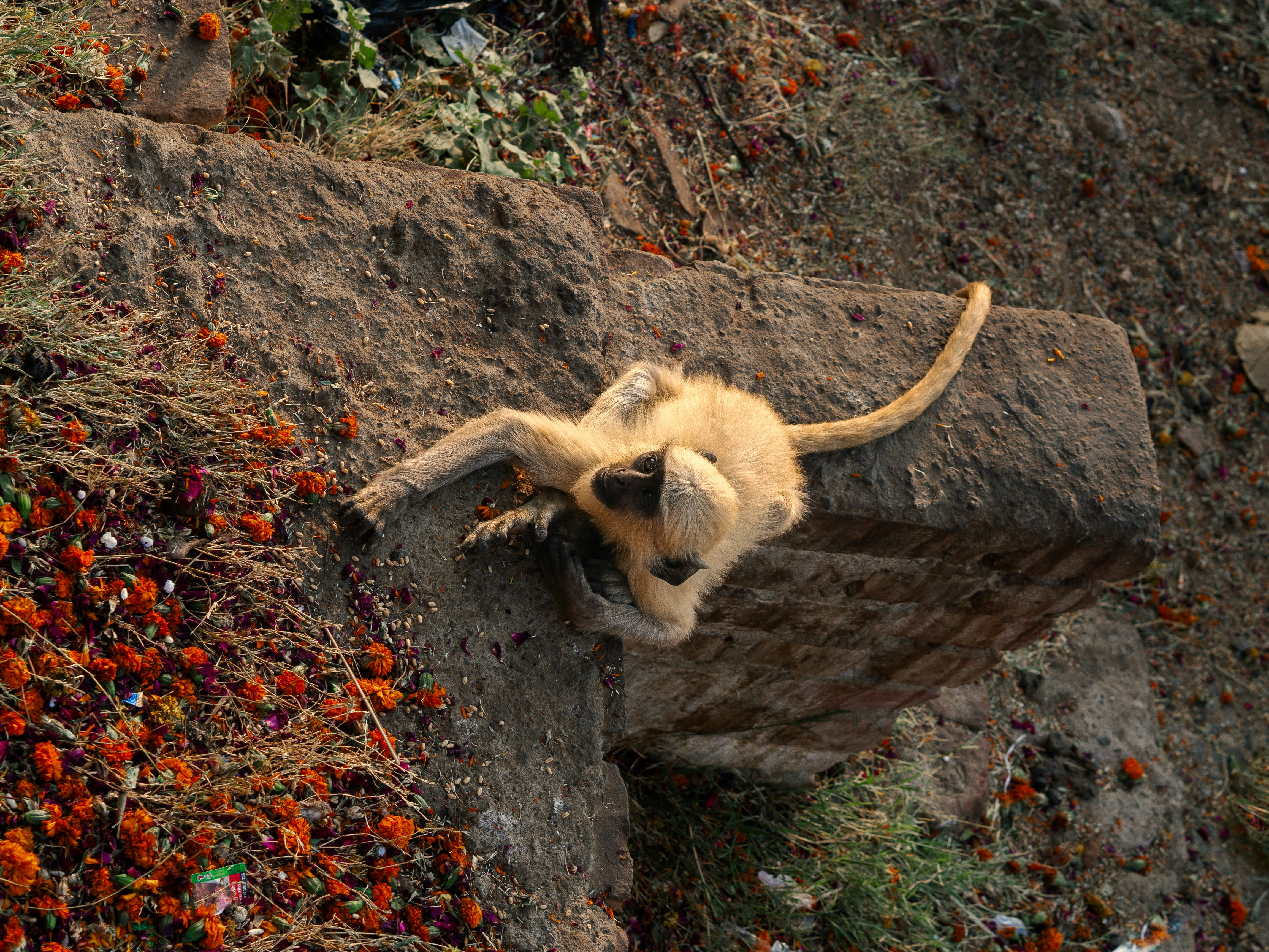 Small monkey climbing rocks