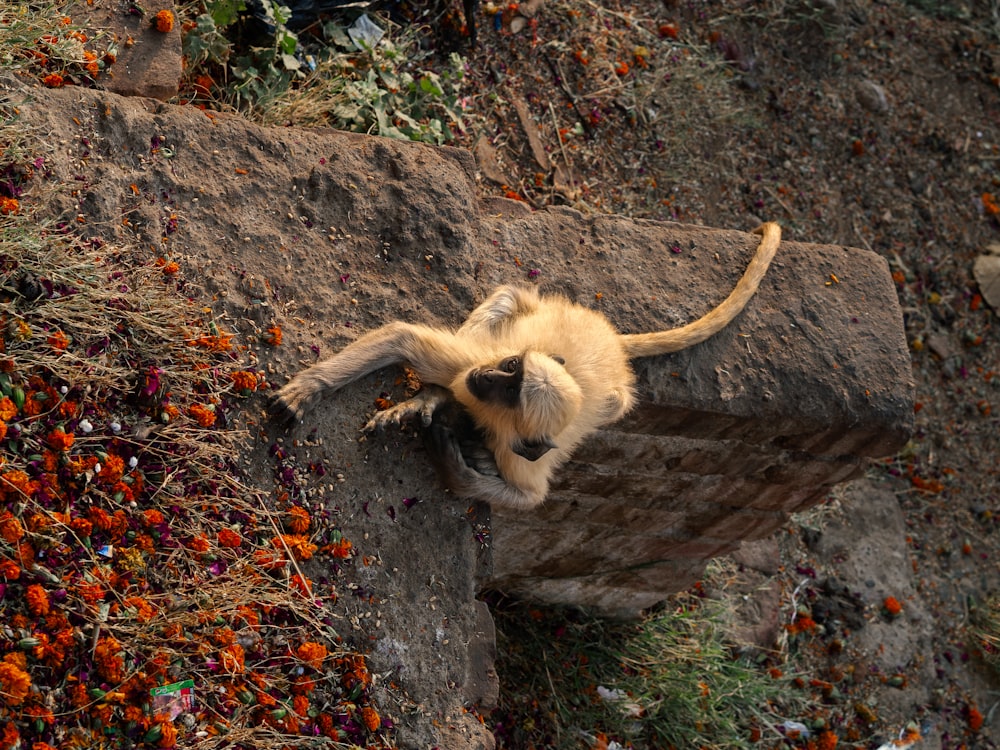 a small monkey is climbing up a rock