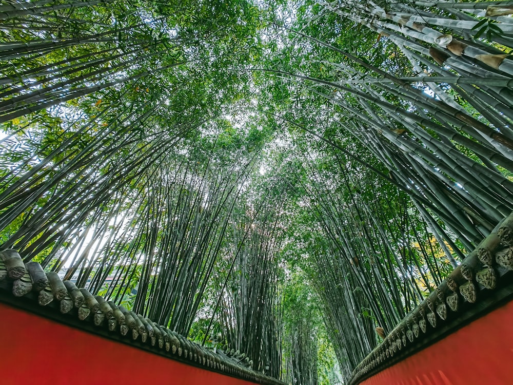 a bamboo forest with lots of tall trees