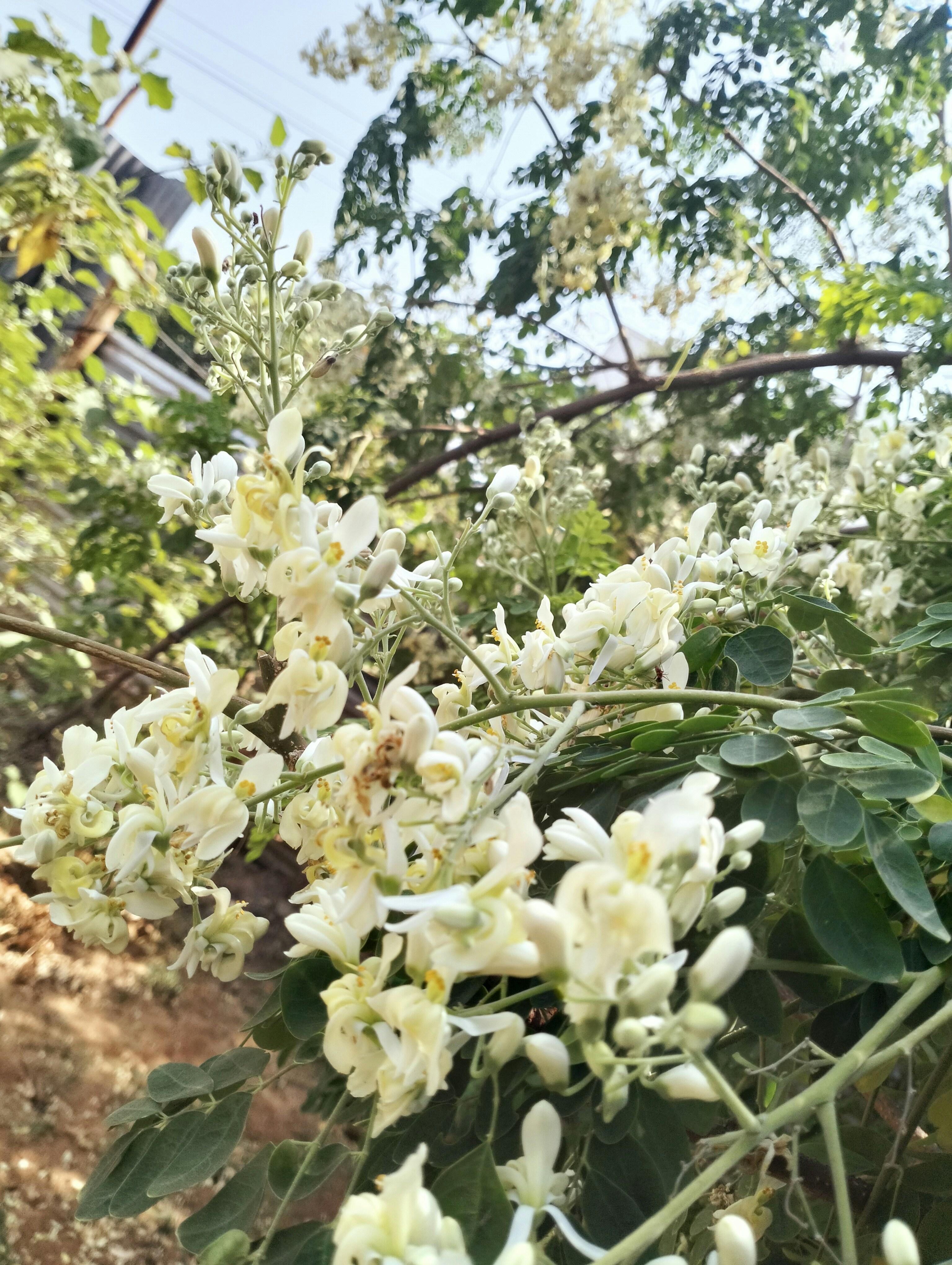 Storage,Planning and Consumption Methods to Preserve Farm Fresh Flavor and Effect