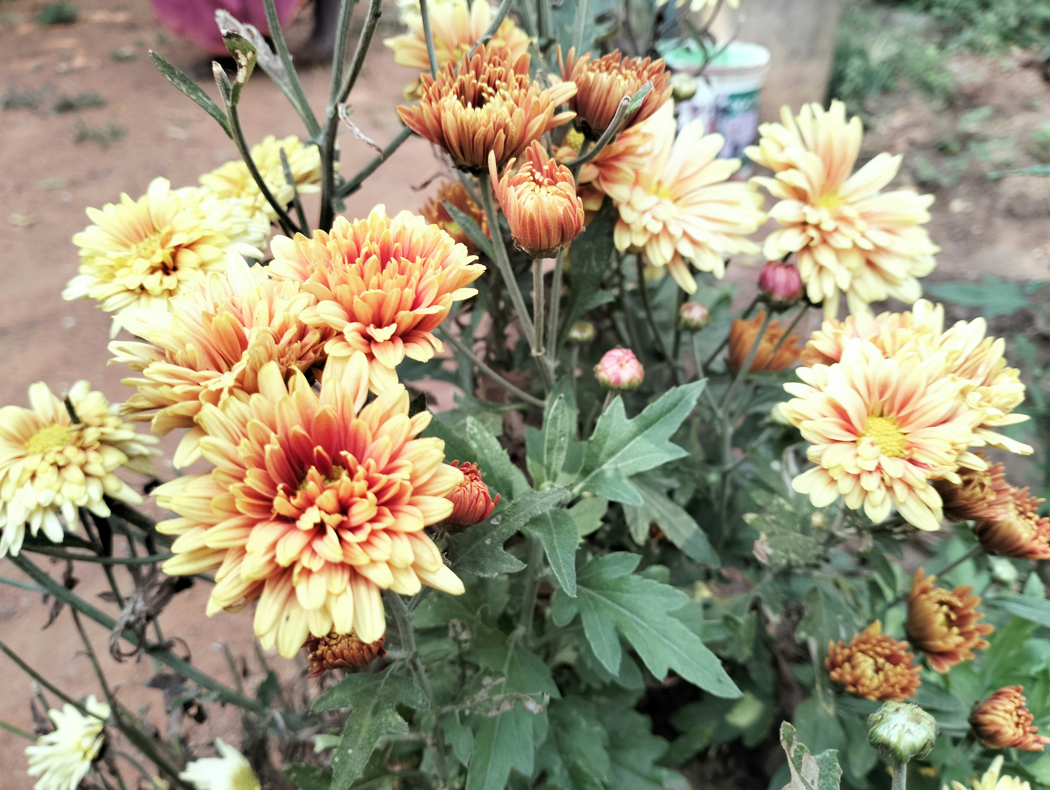 איך פועל טיפול בפרחי באך לתמיכה בתהליכים רגשיים ותודעתיים עמוקים