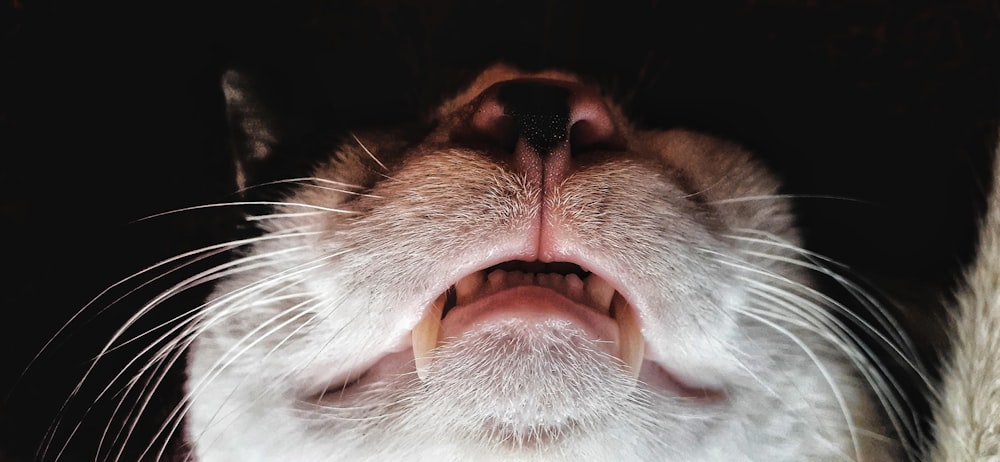 a close up of a cat with its mouth open