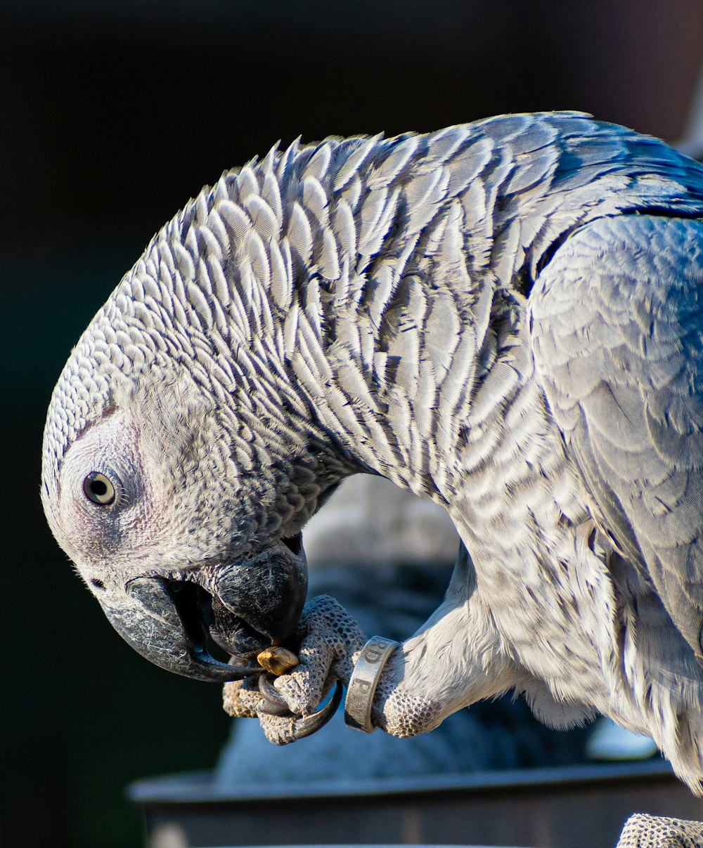 um papagaio está comendo um pedaço de comida