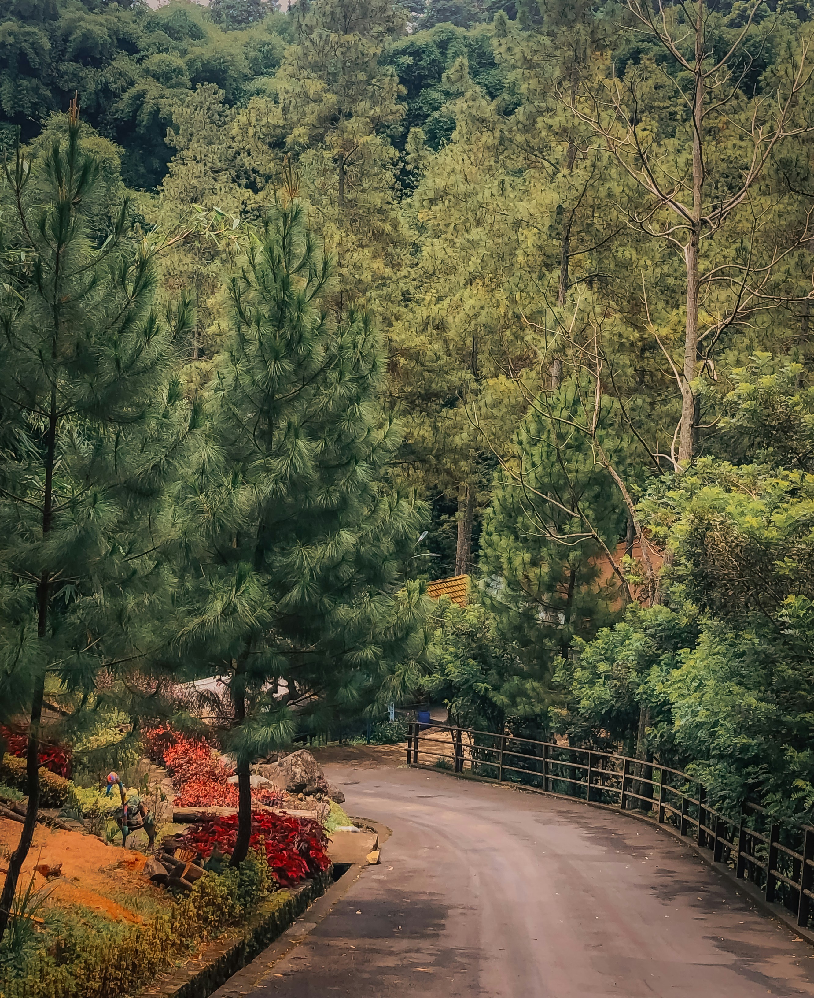 Jalan di tengah daerah berhutan