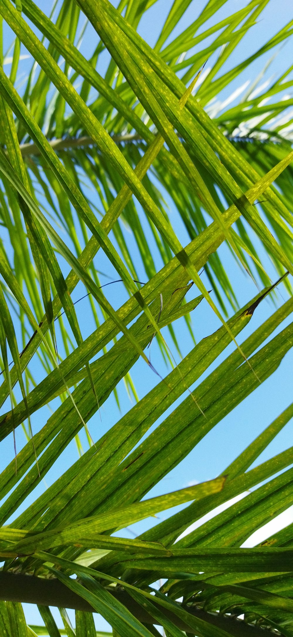 a close up of a green palm tree