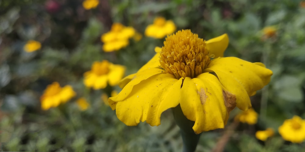 a close up of a yellow flower in a field