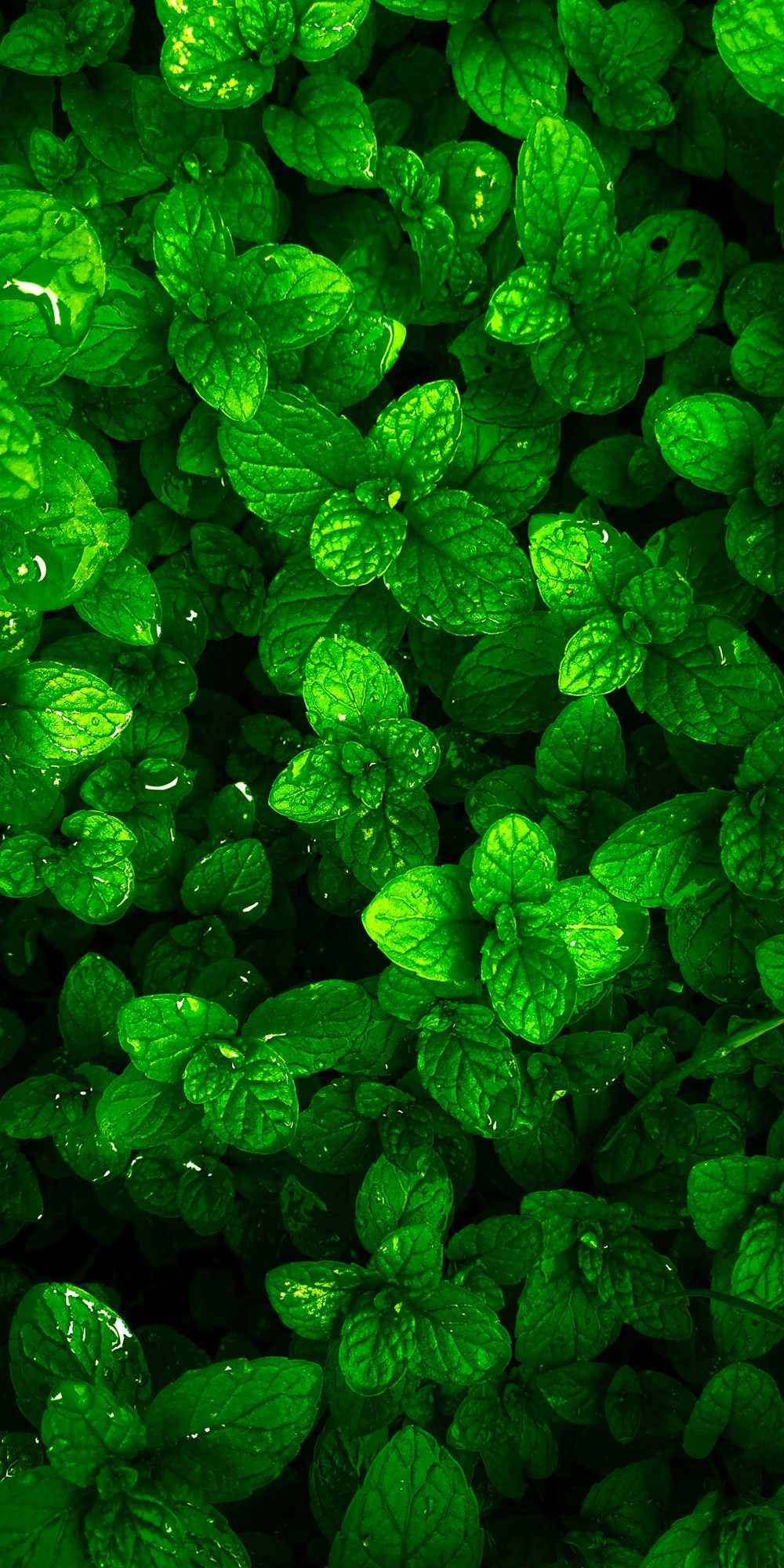 a bunch of green leaves with water droplets on them