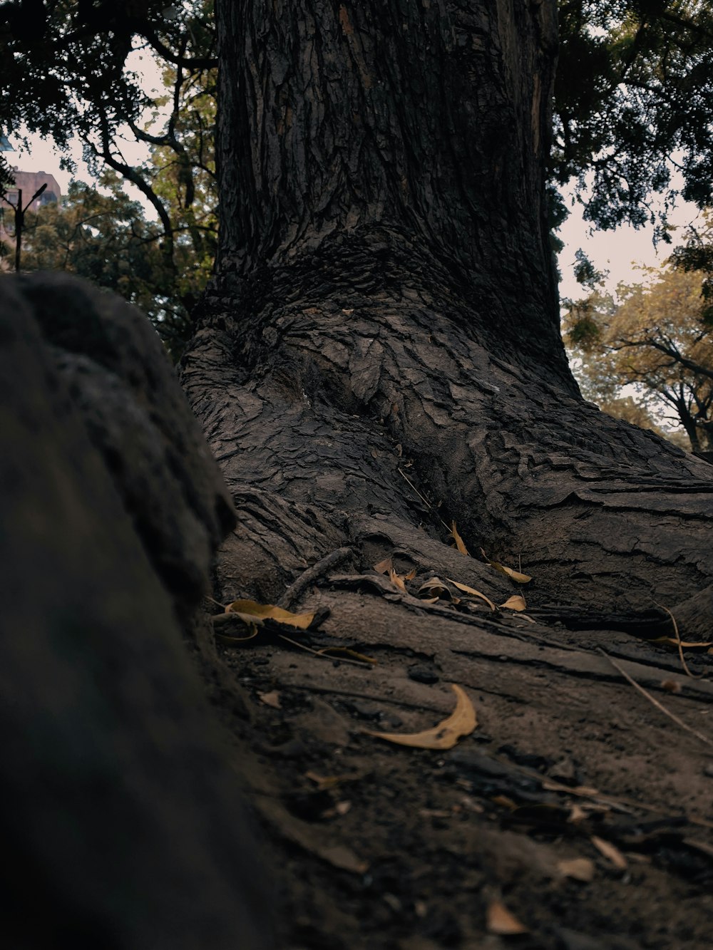 a large tree that is next to some rocks