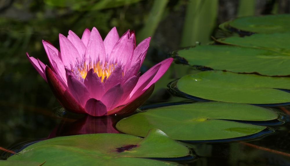 a pink water lily in a pond with lily pads